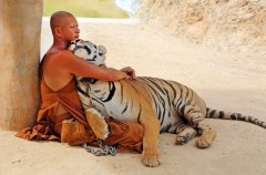 泰国佛教徒与老虎亲密无间